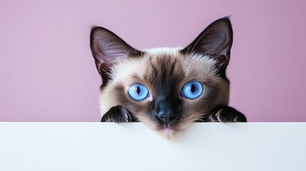 Wall Mural - A close-up of a Siamese cat with striking blue eyes peeking over a white surface against a pink background.