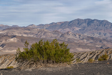 Wall Mural - Ubehebe Craters / maar and tuff ring, volcanic. Death Valley National Park, California. Mojave Desert / Basin and Range Province. Larrea tridentata, creosote bush, greasewood, chaparral

