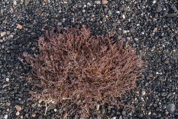 Wall Mural - Euphorbia parishii,  Parish's sandmat, Ubehebe Craters / maar and tuff ring, volcanic. Death Valley National Park, California. Mojave Desert / Basin and Range Province.