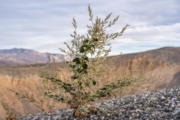 Wall Mural - Chylismia heterochroma，Shockley's evening primrose.  Ubehebe Craters / maar and tuff ring, volcanic. Death Valley National Park, California. Mojave Desert / Basin and Range Province.