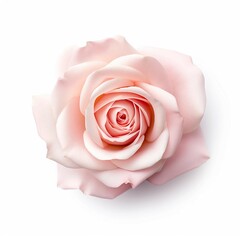 Wall Mural - Pastel Rose, Isolated on white background, flat lay