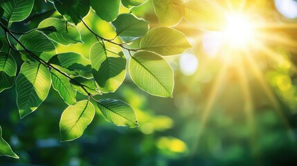 Poster - Macro natural idea. Vibrant green leaves illuminated by sunlight, showcasing nature's beauty and freshness.