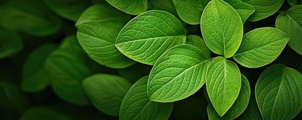 Poster - Micro foliage idea. Vibrant green leaves creating a lush and natural atmosphere for any design project.