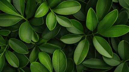 Poster - Micro foliage idea. Close-up of vibrant green leaves showcasing natural textures and patterns.