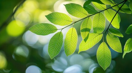Poster - Micro foliage idea. Close-up of vibrant green leaves illuminated by soft natural light in a serene setting.