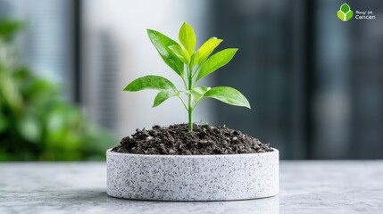 Canvas Print - Young plant in small pot on table.