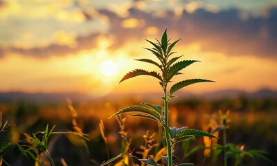 Wall Mural - solitary plant in field thrives under warm, golden sunset with beautiful sky, showcasing nature's be