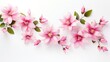 © Holo Frame - Delicate arrangement of vibrant pink flowers with green leaves on a clean white background for floral design or decoration concepts.