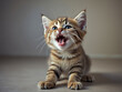 © family - cat
