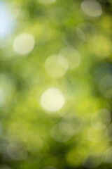 Wall Mural - green bokeh background, blurry green leaves out of focus.