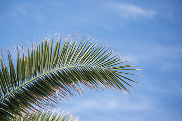 green palm leaves against the blue sky.