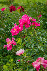 Wall Mural - nice peonies in the garden