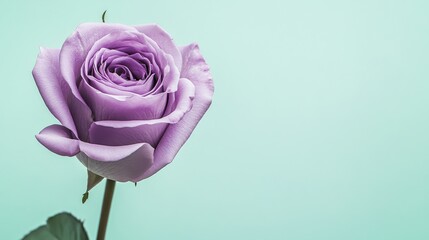 Aufkleber - A lone lavender rose against a soft mint green background, close-up shot, Minimalist style