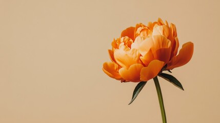 Poster - A lone vibrant orange peony isolated against a muted olive background, close-up shot, Minimalist style