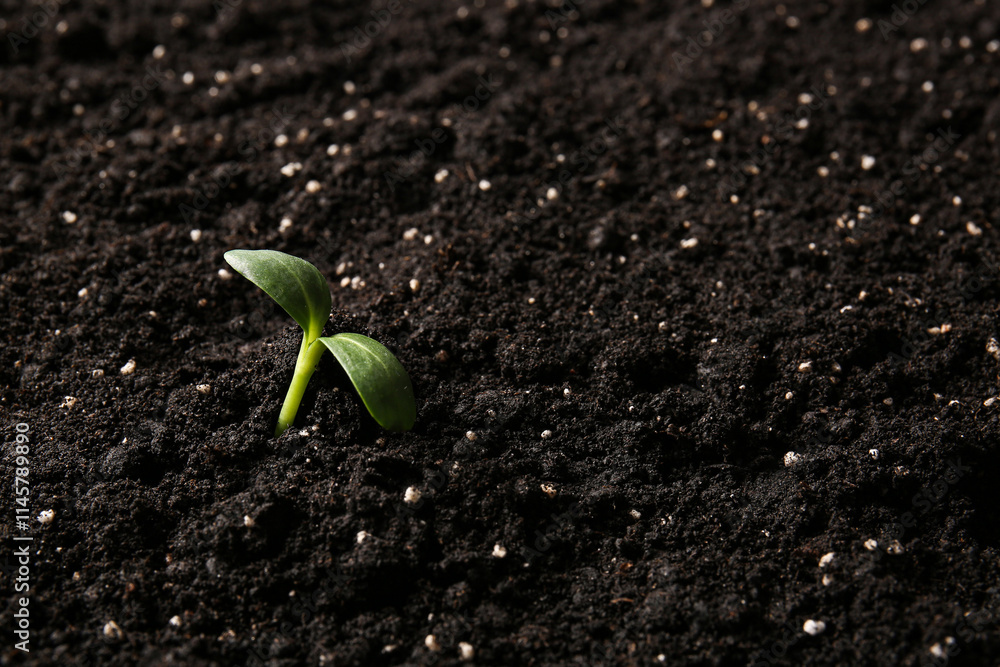 Small green seedling in black soil