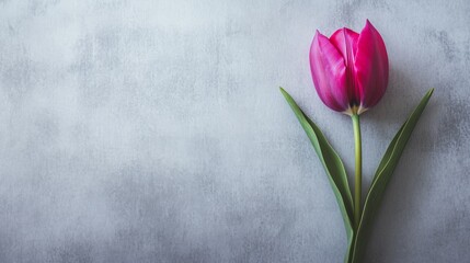 Aufkleber - A single bright fuchsia tulip isolated against a light stone grey background, close-up shot, Minimalist style