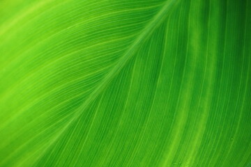 close up of green leaf texture background