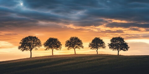 Wall Mural - silhouettes of four trees on a hill stand out against a cloud filled sky at sunset, as the warm glow