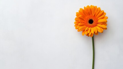 Aufkleber - A single orange gerbera daisy against a light grey background, close-up shot, Minimalist style