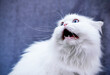 © Cavan Images - Hilarious Terrified and Shocked Cat