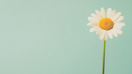 Wall Mural - A single pale yellow daisy isolated against a muted mint green background, close-up shot, Minimalist style