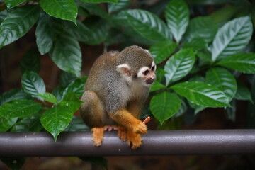 Wall Mural - Central American squirrel monkey
Primate