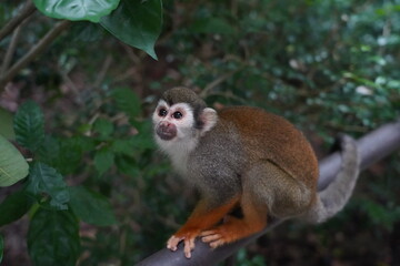 Poster - Central American squirrel monkey
Primate