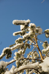 Wall Mural - snow covered branches