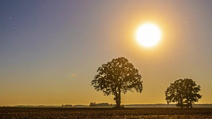 Wall Mural - Sunset over a serene field with silhouetted trees, evoking calm and peace
