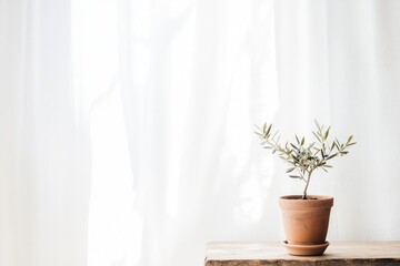 Wall Mural - Minimalist Terracotta Pot with Olive Plant on Wooden Table