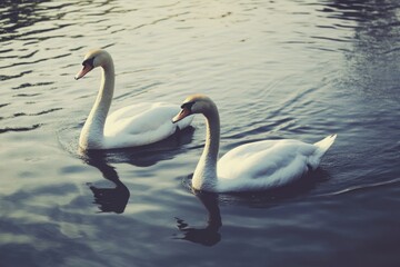 Wall Mural - Two white swans swimming together in calm water