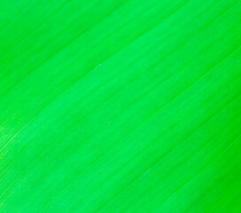 green banana leaf texture background