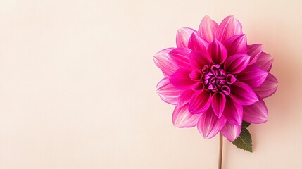 Aufkleber - A single vibrant fuchsia dahlia against a muted beige background, close-up shot, Minimalist style