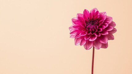 Aufkleber - A single vibrant fuchsia dahlia against a muted beige background, close-up shot, Minimalist style