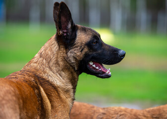 Head Portrait of a belgian shepherd malinois in the park