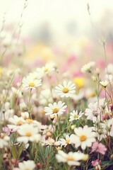 Poster - Soft Focus Daisy Meadow, Spring Blooms In Warm Sunlight, Depth of Field, Idyllic Nature