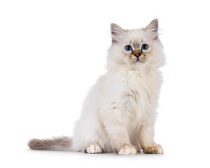 Wall Mural - Cute Sacred Birman cat kitten, sitting up side ways. Looking attentive beside camera with bleu eyes. Isolated on a white background.