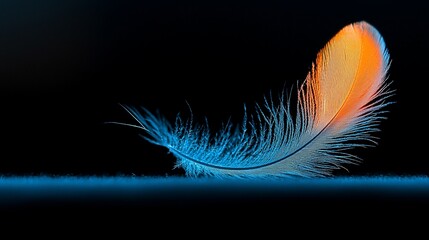 Poster - Single orange and blue feather on dark background.