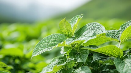 Sticker - Lush green potato plants growing in a field.