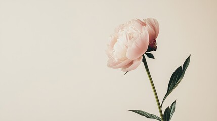 Poster - A solitary pink peony set against a light beige background, close-up shot, Minimalist style