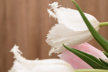 Wall Mural - Studio vintage photo of a bouquet of tulips.