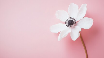 Poster - A solitary white anemone set against a soft pastel pink background, close-up shot, Minimalist style