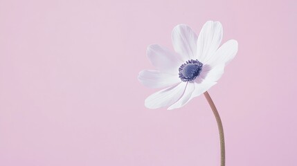 Poster - A solitary white anemone set against a soft pastel pink background, close-up shot, Minimalist style