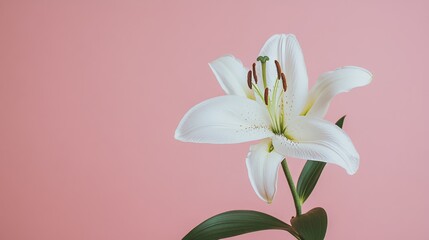 Poster - A solitary white lily set against a muted blush pink background, close-up shot, Minimalist style