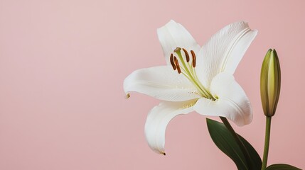 Poster - A solitary white lily set against a muted blush pink background, close-up shot, Minimalist style