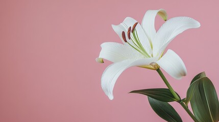 Poster - A solitary white lily set against a muted blush pink background, close-up shot, Minimalist style