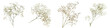 © Perception.TS - Delicate clusters of small white baby breath flowers arranged in various positions.