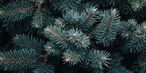 Aufkleber - Closeup of beautiful branches from a coniferous tree, showcasing the intricate details of each needle and the natural beauty of the coniferous tree. Perfect for adding a text overlay.