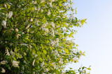 Blooming bird-cherry with white flowers on blue sky. Flowering Prunus Avium Tree. Spring background for nature enthusiasts, floral photography or travel websites. High quality photo