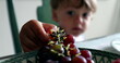 © Marco - Child hand grabbing grape fruit. Toddler boy picking grapes from plate